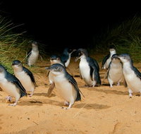 Phillip Island Penguin Parade Express Tour from Melbourne - Attractions Melbourne