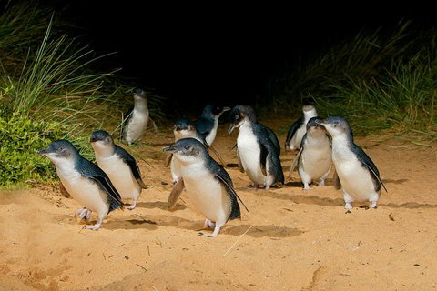 Phillip Island Penguin Parade Express Tour From Melbourne - Attractions Melbourne 2