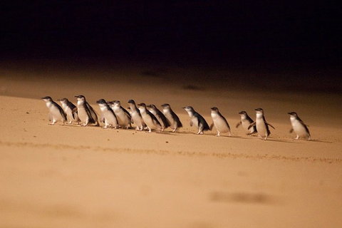 Phillip Island Penguin Parade Express Tour From Melbourne - Attractions Melbourne 5