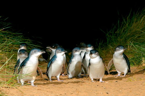 Phillip Island Penguin Parade Express Tour From Melbourne - Attractions Melbourne 3