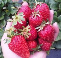 Mornington Peninsula including Strawberry Farm Day Tour from Melbourne