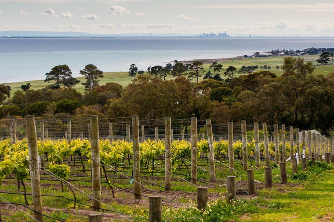 Bellarine Peninsula Small Group Wine Tour with 2 Course Lunch and Morning Tea Melbourne