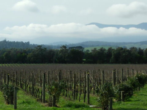 Yarra Valley Winery Tour From Melbourne Including Lunch And Yarra Valley Chocolaterie - Attractions Melbourne 6