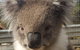 Full-Day Great Ocean Road Tour From Melbourne - thumb 6