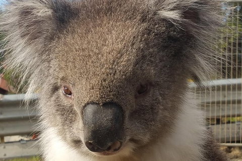 Full-Day Great Ocean Road Tour From Melbourne - Attractions Melbourne 6