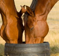 Champion Racehorse Tour with Beer and Wine Tasting - Attractions Melbourne