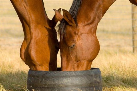 Champion Racehorse Tour With Beer And Wine Tasting - Attractions Melbourne 0