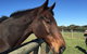 Champion Racehorse Tour With Beer And Wine Tasting - thumb 5