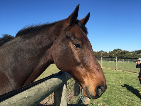 Champion Racehorse Tour With Beer And Wine Tasting - Attractions Melbourne 5