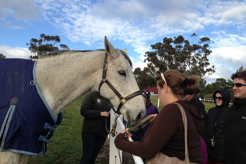 Champion Racehorse Tour With Beer And Wine Tasting - Attractions Melbourne 9