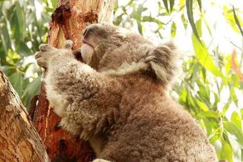Small-Group Phillip Island Day Trip From Melbourne - Attractions Melbourne 4