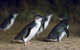 Small-Group Phillip Island Day Trip From Melbourne - thumb 3