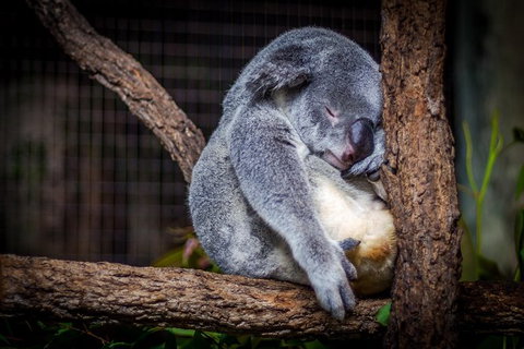Phillip Island & Maru Koala And Animal Park Full-day Tour - Attractions Melbourne 1