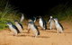 Phillip Island & Maru Koala And Animal Park Full-day Tour - thumb 0