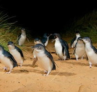 Phillip Island  Maru Koala and Animal Park Full-day Tour