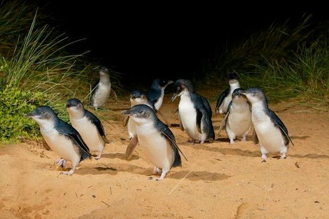 Phillip Island & Maru Koala And Animal Park Full-day Tour - Attractions Melbourne 0