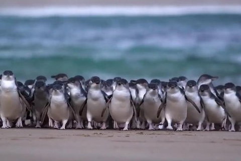 Premium Penguin Express Tour From Melbourne - Attractions Melbourne 0