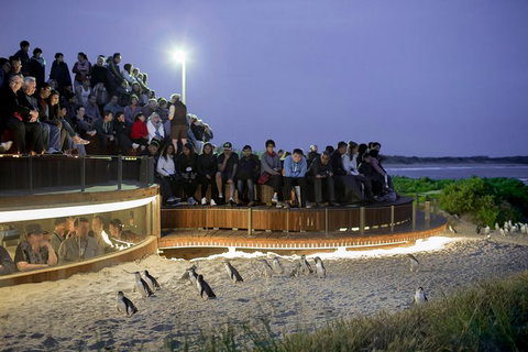 Premium Penguin Express Tour From Melbourne - Attractions Melbourne 1