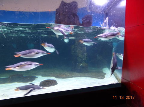 SEA LIFE Melbourne Aquarium Admission Ticket - Attractions Melbourne 6