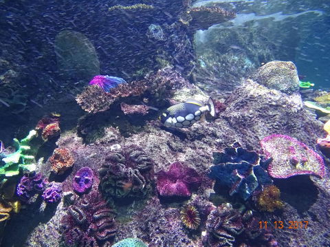 SEA LIFE Melbourne Aquarium Admission Ticket - Attractions Melbourne 3