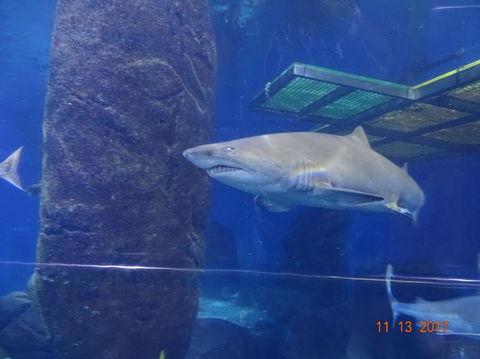 SEA LIFE Melbourne Aquarium Admission Ticket - Attractions Melbourne 5
