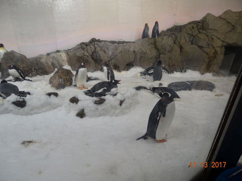 SEA LIFE Melbourne Aquarium Admission Ticket - Attractions Melbourne 4