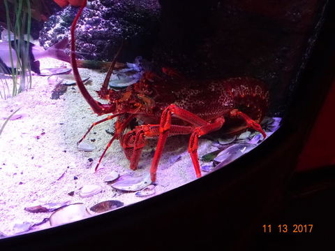 SEA LIFE Melbourne Aquarium Admission Ticket - Attractions Melbourne 11