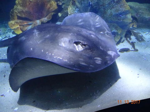 SEA LIFE Melbourne Aquarium Admission Ticket - Attractions Melbourne 9