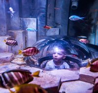 SEA LIFE Melbourne Aquarium Admission Ticket - Attractions Melbourne