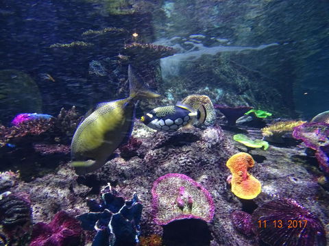 SEA LIFE Melbourne Aquarium Admission Ticket - Attractions Melbourne 8