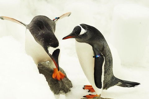 SEA LIFE Melbourne Aquarium Admission Ticket - Attractions Melbourne 15