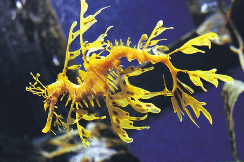 SEA LIFE Melbourne Aquarium Admission Ticket - Attractions Melbourne 19