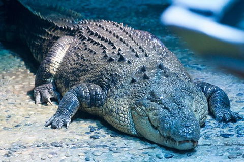 SEA LIFE Melbourne Aquarium Admission Ticket - Attractions Melbourne 20