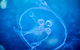 SEA LIFE Melbourne Aquarium Admission Ticket - thumb 22