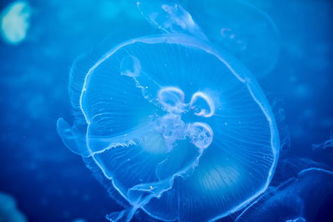 SEA LIFE Melbourne Aquarium Admission Ticket - Attractions Melbourne 22