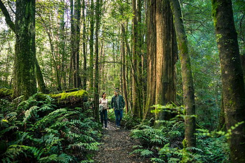 Private Great Ocean Road And Twelve Apostles Tour From Melbourne - Attractions Melbourne 4