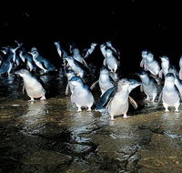 Private Phillip Island Penguin Parade Tour - Attractions Melbourne