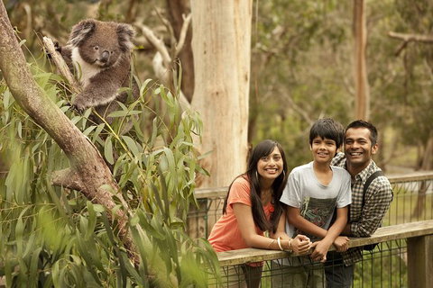 Private Phillip Island Penguin Parade Tour - Attractions Melbourne 5