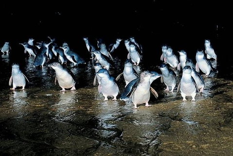 Private Phillip Island Penguin Parade Tour - Attractions Melbourne 2