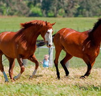 Living Legends Champion Racehorse Guided Tour - Attractions Melbourne