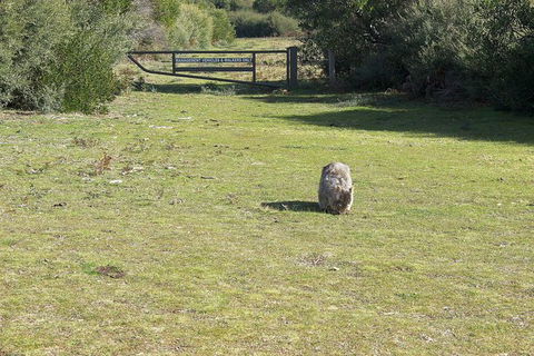 Wilsons Promontory Walking And Sightseeing Tour From Phillip Island - Attractions Melbourne 9