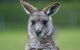 2-Day Melbourne To Adelaide Tour: Great Ocean Road And Grampians One Way Trip - thumb 1