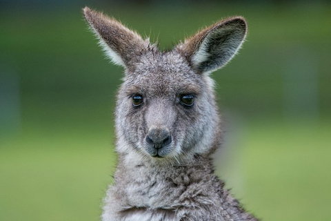 2-Day Melbourne To Adelaide Tour: Great Ocean Road And Grampians One Way Trip - Attractions Melbourne 5