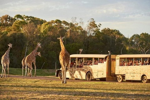 Sunset Safari At Werribee Open Range Zoo - Attractions Melbourne 0