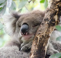 Great Ocean Road Reverse Itinerary and Phillip Island 2 Day Wildlife Encounter - Attractions Melbourne