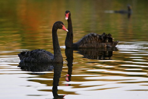 Great Ocean Road Reverse Itinerary And Phillip Island 2 Day Wildlife Encounter - Attractions Melbourne 7