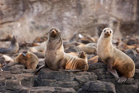Great Ocean Road Reverse Itinerary And Phillip Island 2 Day Wildlife Encounter - Attractions Melbourne 10