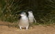 Great Ocean Road Reverse Itinerary And Phillip Island 2 Day Wildlife Encounter - thumb 16