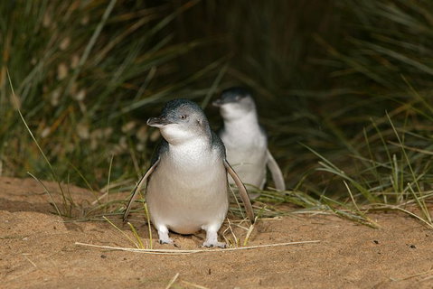 Great Ocean Road Reverse Itinerary And Phillip Island 2 Day Wildlife Encounter - Attractions Melbourne 16