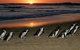 Phillip Island Penguin Parade Day Trip With Koala Park - thumb 0